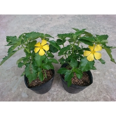 Cây đông hầu hoa dừa vàng - Cây cảnh sân vườn giá chỉ 25.000đ, xanh mát, dễ trồng, bảo dưỡng nhẹ 3