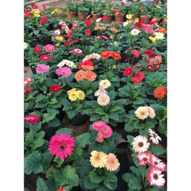Cây đồng tiền lùn 15cm – Cao mạnh, lá tán to, sức sống tốt, dễ chăm sóc, giá chỉ 55k 6 Cây đồng tiền lùn 15cm – Cao mạnh, lá tán to, sức sống tốt, dễ chăm sóc, giá chỉ 55k 6