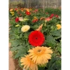 Cây đồng tiền lùn 15cm – Cao mạnh, lá tán to, sức sống tốt, dễ chăm sóc, giá chỉ 55k 8