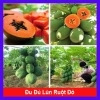 Cây đu đủ lùn siêu quả siêu ngọt - Giá ưu đãi 19.000đ, trồng trong nhà, vườn