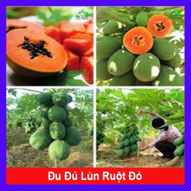 Cây đu đủ lùn siêu quả siêu ngọt - Giá ưu đãi 19.000đ, trồng trong nhà, vườn