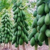 Cây đu đủ lùn siêu quả siêu ngọt - Giá ưu đãi 19.000đ, trồng trong nhà, vườn 3