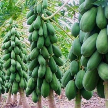 Cây đu đủ lùn siêu quả siêu ngọt - Giá ưu đãi 19.000đ, trồng trong nhà, vườn