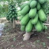 Cây đu đủ lùn siêu quả siêu ngọt - Giá ưu đãi 19.000đ, trồng trong nhà, vườn 4