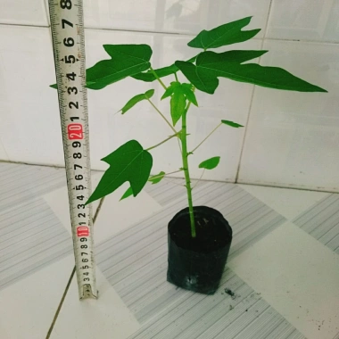 Cây đu đủ lùn siêu quả siêu ngọt - Giá ưu đãi 19.000đ, trồng trong nhà, vườn 6 Cây đu đủ lùn siêu quả siêu ngọt - Giá ưu đãi 19.000đ, trồng trong nhà, vườn 6
