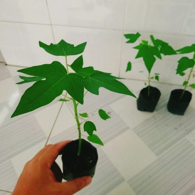 Cây đu đủ lùn siêu quả siêu ngọt - Giá ưu đãi 19.000đ, trồng trong nhà, vườn
