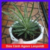 Cây Dứa Cảnh Agave Leopoldii Dứa Lông Trắng – Trang Trí Bàn, Sân Vườn, Giá 250.000₫
