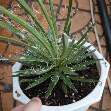 Cây Dứa Cảnh Agave Leopoldii Dứa Lông Trắng – Trang Trí Bàn, Sân Vườn, Giá 250.000₫ 2