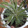 Cây Dứa Cảnh Agave Leopoldii Dứa Lông Trắng – Trang Trí Bàn, Sân Vườn, Giá 250.000₫ 3
