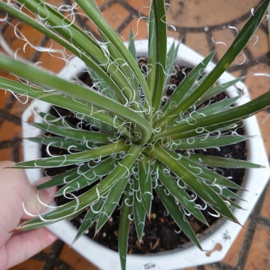 Cây Dứa Cảnh Agave Leopoldii Dứa Lông Trắng – Trang Trí Bàn, Sân Vườn, Giá 250.000₫ 4