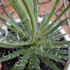 Cây Dứa Cảnh Agave Leopoldii Dứa Lông Trắng – Trang Trí Bàn, Sân Vườn, Giá 250.000₫ 5