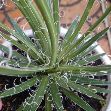 Cây Dứa Cảnh Agave Leopoldii Dứa Lông Trắng – Trang Trí Bàn, Sân Vườn, Giá 250.000₫ 5