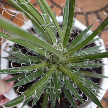 Cây Dứa Cảnh Agave Leopoldii Dứa Lông Trắng – Trang Trí Bàn, Sân Vườn, Giá 250.000₫ 6