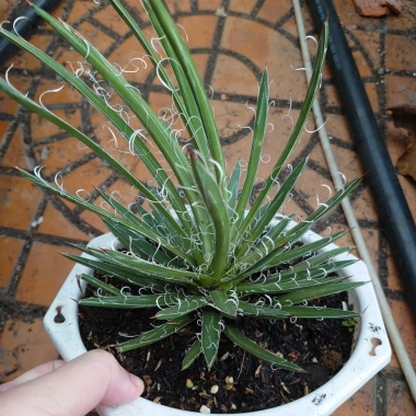 Cây Dứa Cảnh Agave Leopoldii Dứa Lông Trắng – Trang Trí Bàn, Sân Vườn, Giá 250.000₫ 7