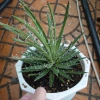 Cây Dứa Cảnh Agave Leopoldii Dứa Lông Trắng – Trang Trí Bàn, Sân Vườn, Giá 250.000₫ 8