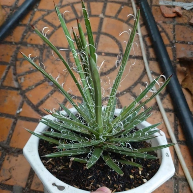 Cây Dứa Cảnh Agave Leopoldii Dứa Lông Trắng – Trang Trí Bàn, Sân Vườn, Giá 250.000₫ 9