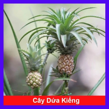 Cây dứa cảnh thơm baby – Hương thơm tự nhiên, phù hợp nội thất, Giá ưu đãi 45.000 VNĐ