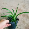 Cây dứa cảnh thơm baby – Hương thơm tự nhiên, phù hợp nội thất, Giá ưu đãi 45.000 VNĐ 3