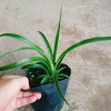 Cây dứa cảnh thơm baby – Hương thơm tự nhiên, phù hợp nội thất, Giá ưu đãi 45.000 VNĐ 6