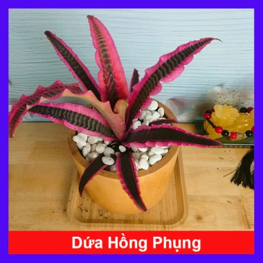 Cây Dứa Hồng Phụng - Cây dứa cảnh để bàn, trang trí nhà cửa, giá ưu đãi 38.000₫ (giá gốc 47.500₫)