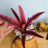 Cây Dứa Hồng Phụng - Cây dứa cảnh để bàn, trang trí nhà cửa, giá ưu đãi 38.000₫ (giá gốc 47.500₫) 9