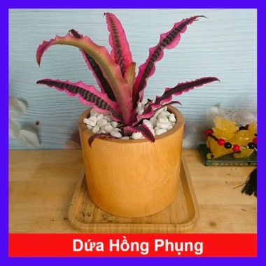 Cây Dứa Hồng Phụng - Cây dứa cảnh để bàn, trang trí nhà cửa, giá ưu đãi 38.000₫ (giá gốc 47.500₫) 10 Cây Dứa Hồng Phụng - Cây dứa cảnh để bàn, trang trí nhà cửa, giá ưu đãi 38.000₫ (giá gốc 47.500₫) 10