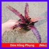 Cây Dứa Hồng Phụng (Giống Mới) – Cây Dứa Nâu Giá chỉ 35.000, khuyến mãi hấp dẫn