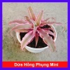 Cây Dứa Hồng Phụng Mini: Cảnh bàn, giá 25.000đ, xanh tươi, chăm sóc dễ dàng