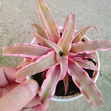 Cây Dứa Hồng Phụng Mini: Cảnh bàn, giá 25.000đ, xanh tươi, chăm sóc dễ dàng 3