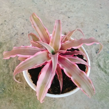 Cây Dứa Hồng Phụng Mini: Cảnh bàn, giá 25.000đ, xanh tươi, chăm sóc dễ dàng 6