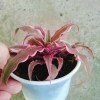 Cây Dứa Hồng Phụng Mini: Cảnh bàn, giá 25.000đ, xanh tươi, chăm sóc dễ dàng 9