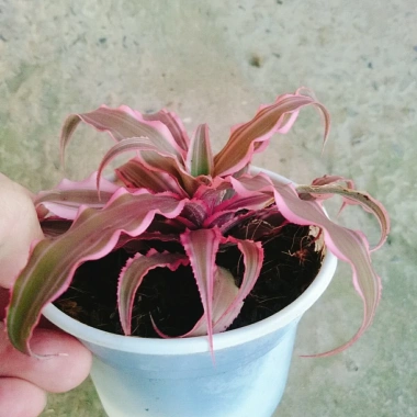 Cây Dứa Hồng Phụng Mini: Cảnh bàn, giá 25.000đ, xanh tươi, chăm sóc dễ dàng 9