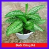 Cây Đuôi Công giống mới - cây cảnh để bàn đẹp, giảm giá 65.000đ