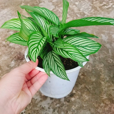 Cây Đuôi Công giống mới - cây cảnh để bàn đẹp, giảm giá 65.000đ 2
