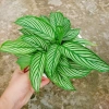 Cây Đuôi Công giống mới - cây cảnh để bàn đẹp, giảm giá 65.000đ 3