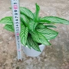 Cây Đuôi Công giống mới - cây cảnh để bàn đẹp, giảm giá 65.000đ 4
