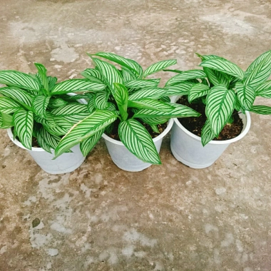 Cây Đuôi Công giống mới - cây cảnh để bàn đẹp, giảm giá 65.000đ 5