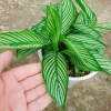 Cây Đuôi Công giống mới - cây cảnh để bàn đẹp, giảm giá 65.000đ 6