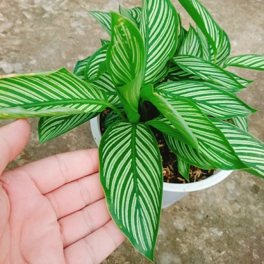 Cây Đuôi Công giống mới - cây cảnh để bàn đẹp, giảm giá 65.000đ 6