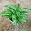 Cây Đuôi Công giống mới - cây cảnh để bàn đẹp, giảm giá 65.000đ 7