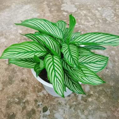 Cây Đuôi Công giống mới - cây cảnh để bàn đẹp, giảm giá 65.000đ 7