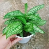 Cây Đuôi Công giống mới - cây cảnh để bàn đẹp, giảm giá 65.000đ 8