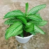 Cây Đuôi Công giống mới - cây cảnh để bàn đẹp, giảm giá 65.000đ 9
