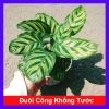 Cây Đuôi Công Khổng Tước - cây cảnh để bàn, trang trí nhà và sân vườn, giảm 21% chỉ 55.000 đồng
