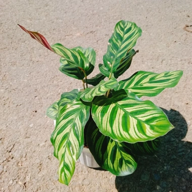 Cây Đuôi Công Khổng Tước - cây cảnh để bàn, trang trí nhà và sân vườn, giảm 21% chỉ 55.000 đồng