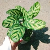 Cây Đuôi Công Khổng Tước - cây cảnh để bàn, trang trí nhà và sân vườn, giảm 21% chỉ 55.000 đồng 7