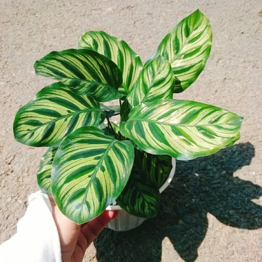 Cây Đuôi Công Khổng Tước - cây cảnh để bàn, trang trí nhà và sân vườn, giảm 21% chỉ 55.000 đồng