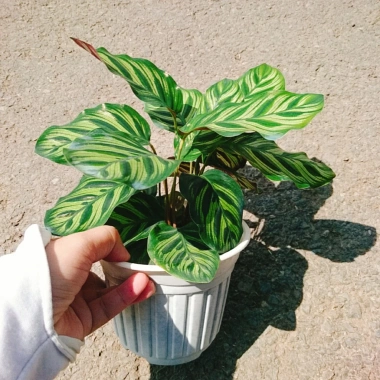 Cây Đuôi Công Khổng Tước - cây cảnh để bàn, trang trí nhà và sân vườn, giảm 21% chỉ 55.000 đồng