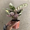 Cây Đuôi Công Mini 15cm Để Bàn - Lá Bắt Mắt, Dễ Chăm Sóc, Trang Trí Không Gian 4