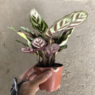 Cây Đuôi Công Mini 15cm Để Bàn - Lá Bắt Mắt, Dễ Chăm Sóc, Trang Trí Không Gian 4